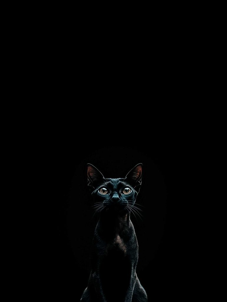 L&rsquo;IA, le chat noir qu&rsquo;on a vite adopté
